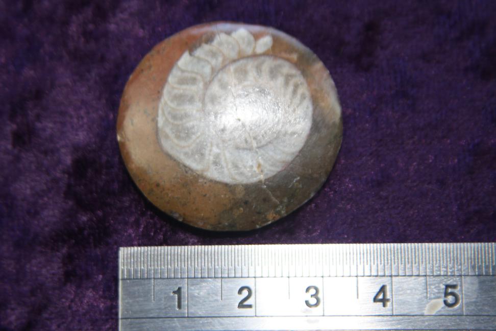 Fossil - Ammonite - Morocco - Click Image to Close